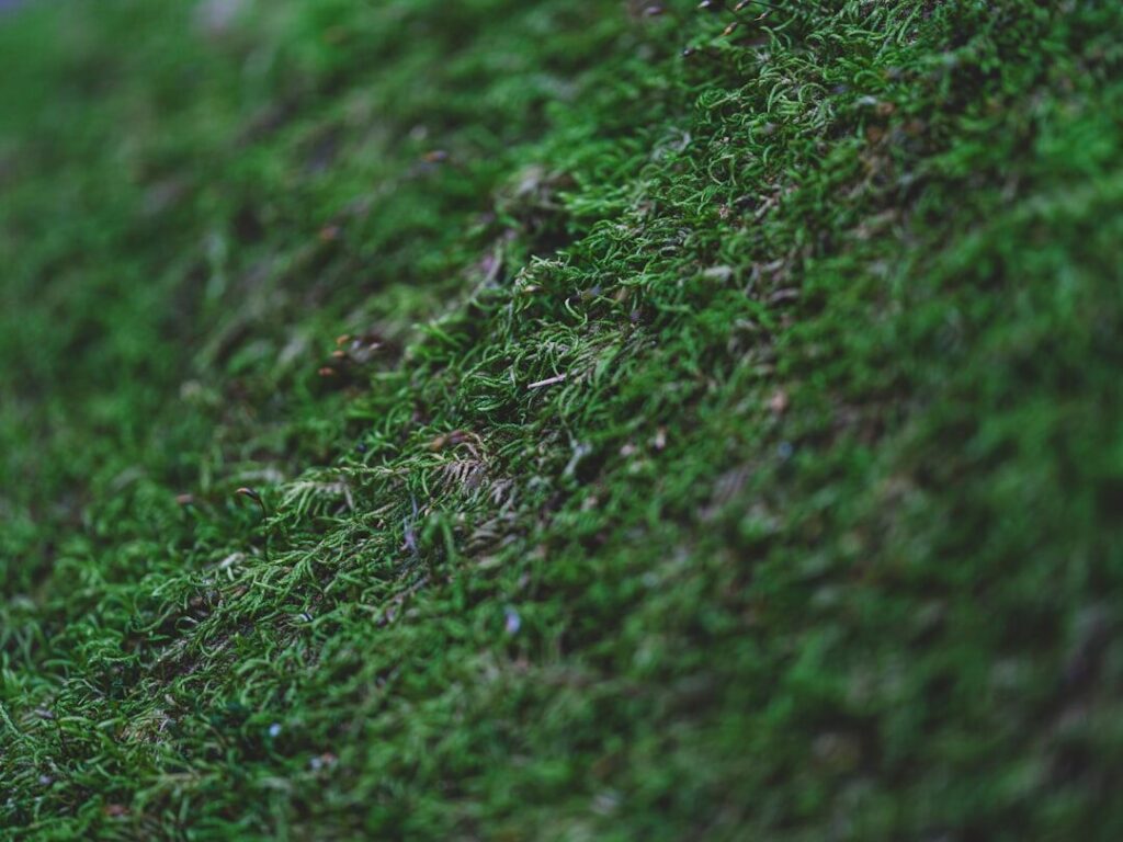 Criação de Web Sites